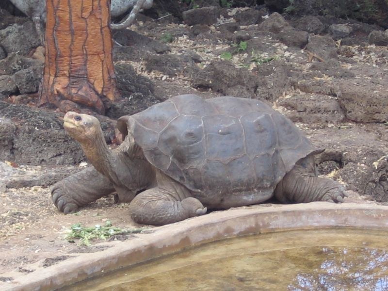 tortoise Lonesome George